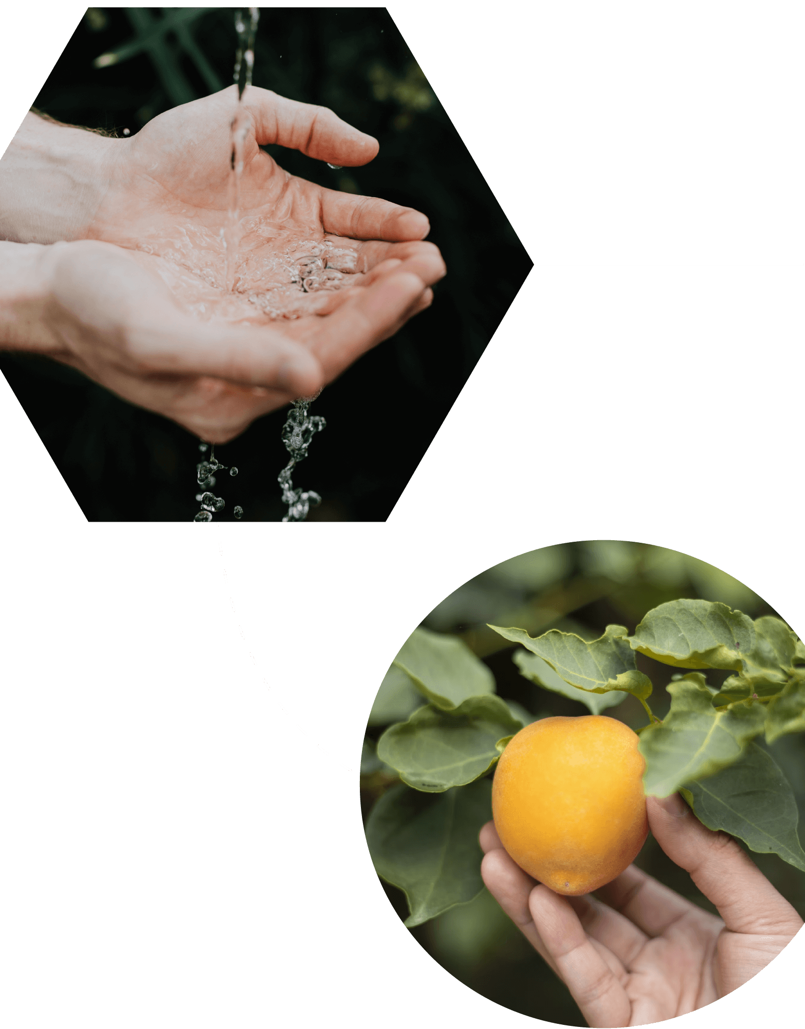 One image of cupped hands catching a stream of water connected by a line to another image of a person's hand picking a lemon.