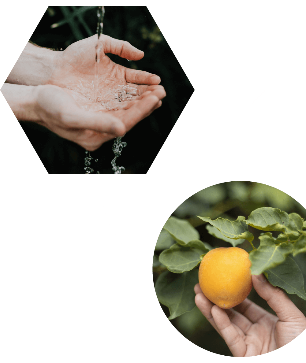 One image of cupped hands catching a stream of water connected by a line to another image of a person's hand picking a lemon.