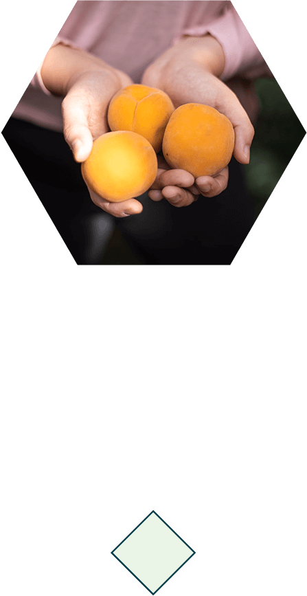 Photo of hands holding three perfectly ripe peaches