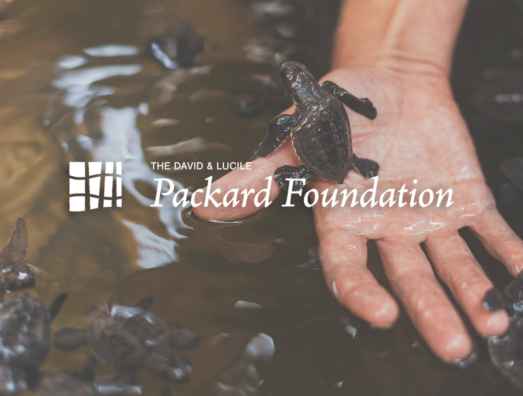 Close-up of a hand holding baby turtles, with the Packard Foundation logo superimposed on top