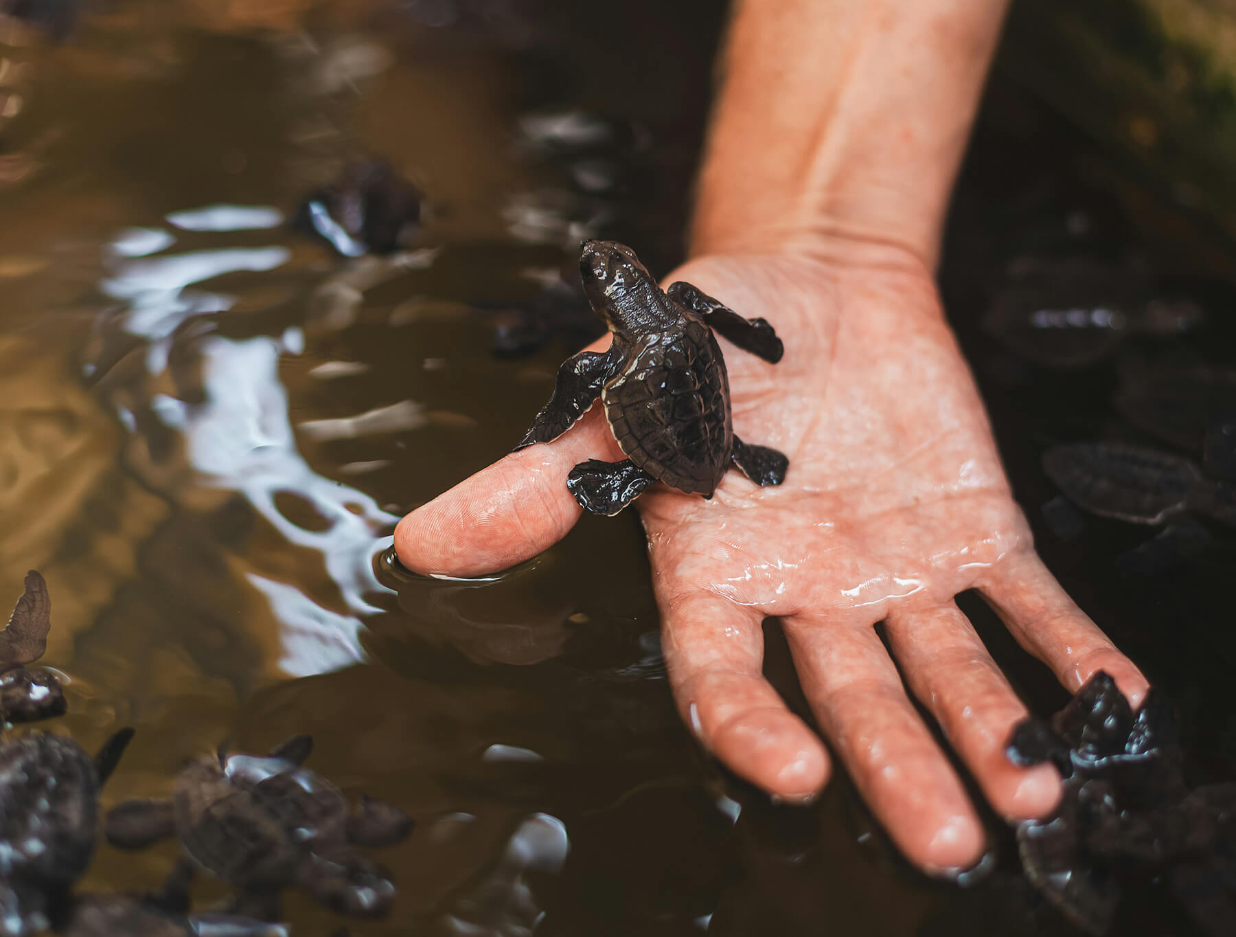 Hand holding baby turtles